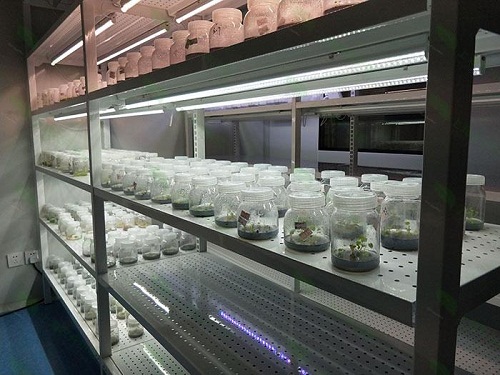 东川植物组织培养实验室设计建设方案
